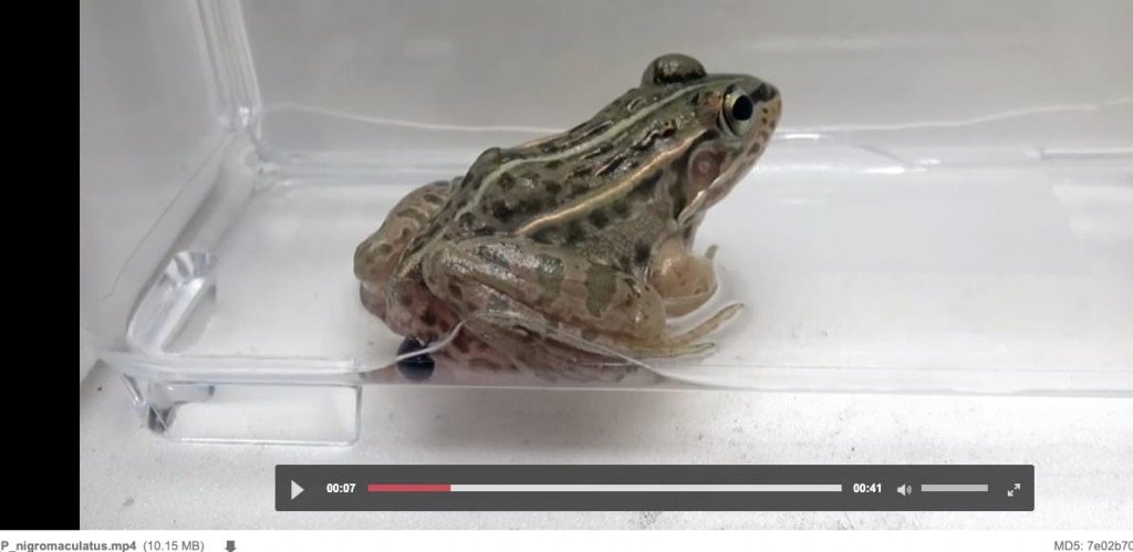 Frog Poops Out Live Beetle
