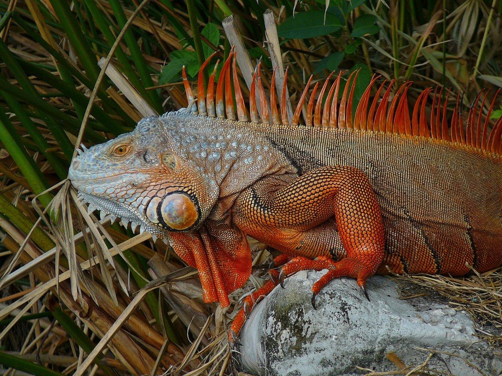 Green Iguana Iguana Iguana 