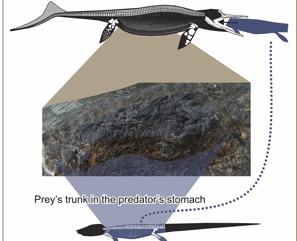 Ichthyosaur Eats Lizard2