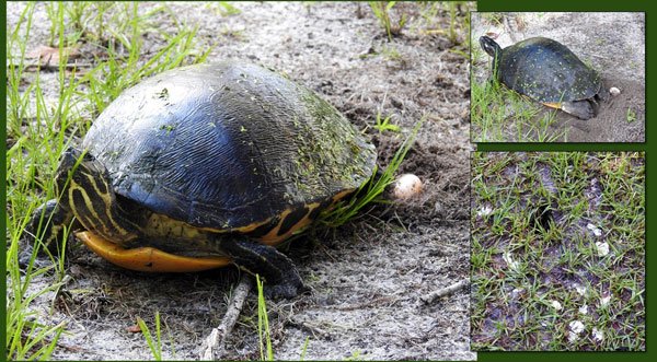 Myfwc Red Bellied Turtle