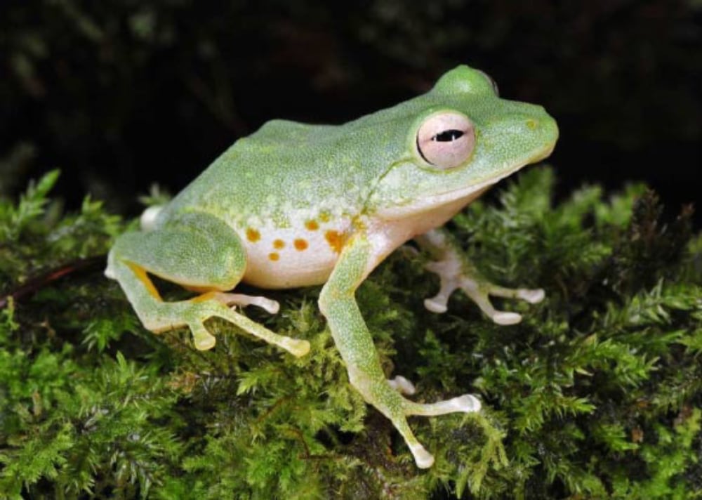 Platymantis Navjoti