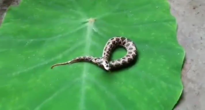 Russells Viper Two Headed