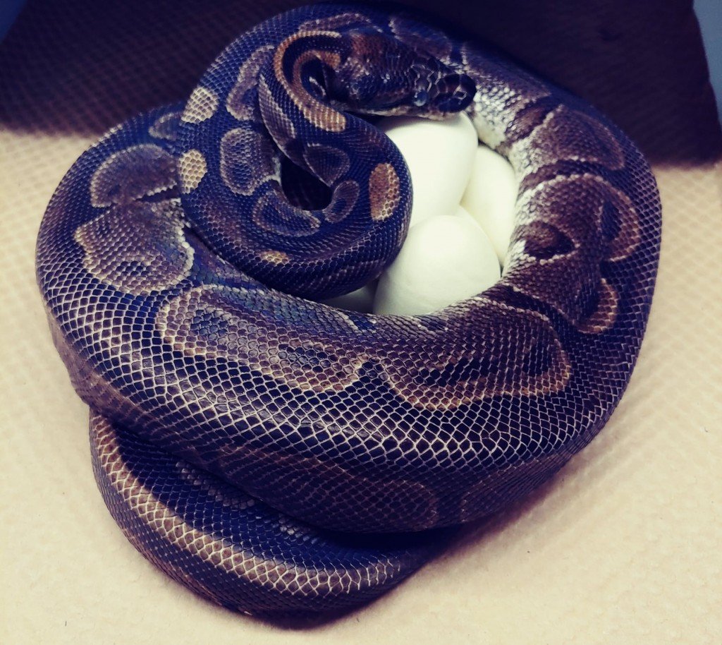 Ball Python Witheggs