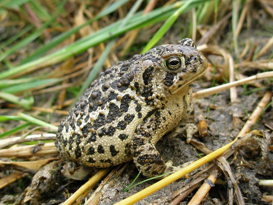Bufo Baxteri, Wyoming toad