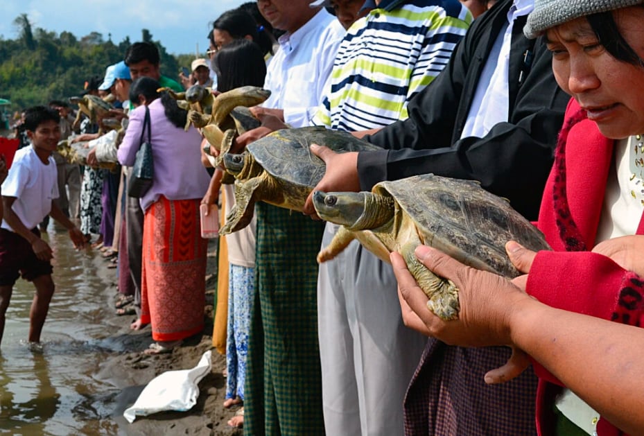Burmese Roofed Turtle Released