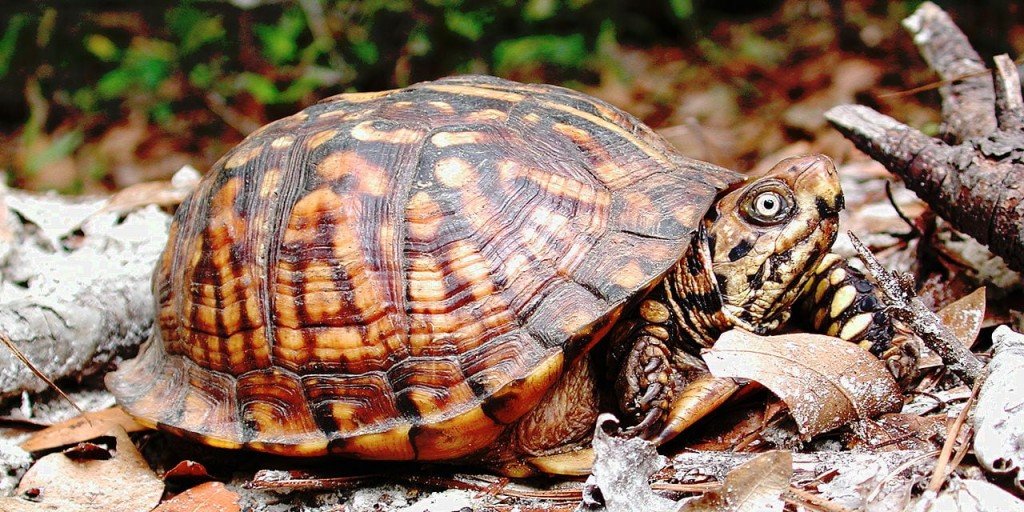 Eastern Box Turtle 