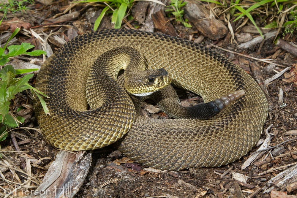 Easterndiamondback Rattlesnake