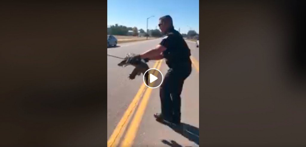 Police Help Turtle Cross Road