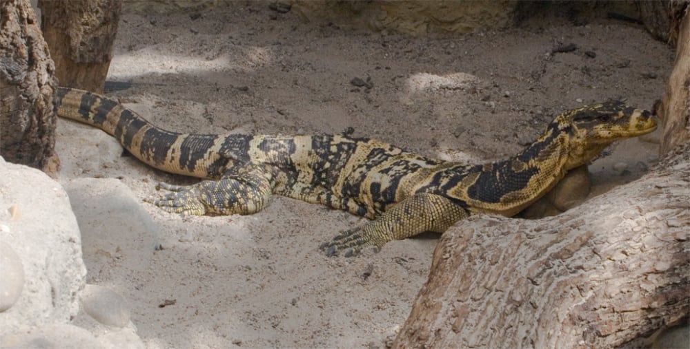 Varanus Salvator Cumingi