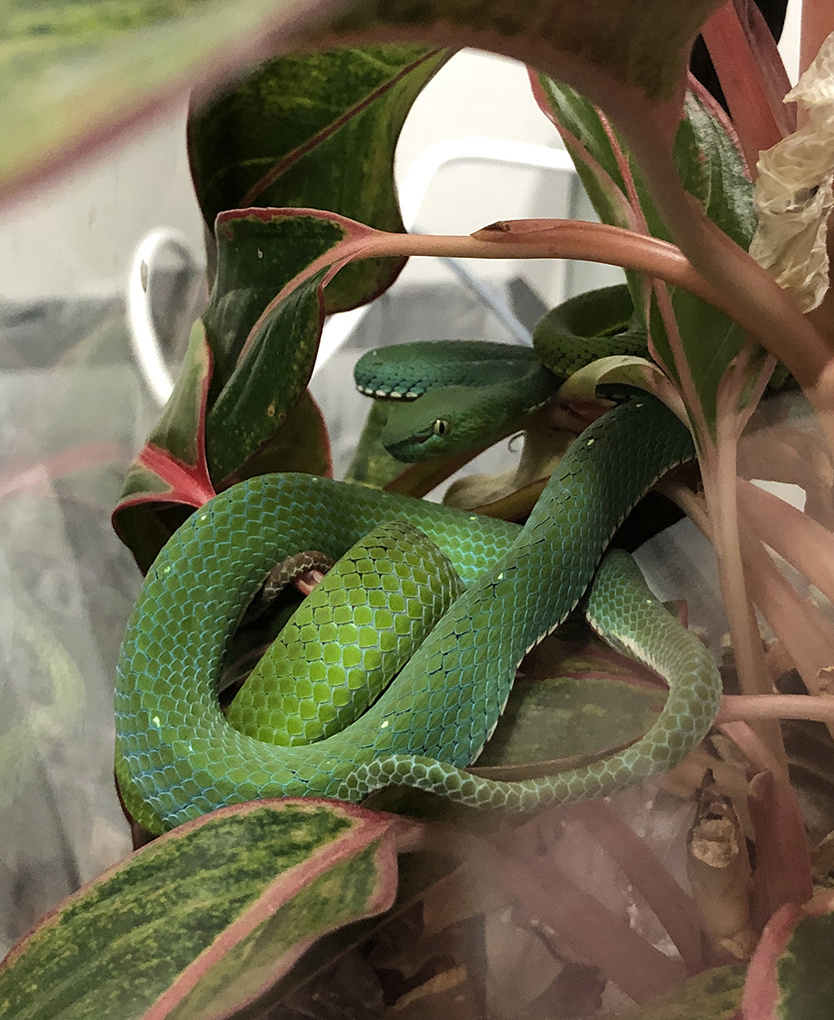 Vogels Pit Viper Lr 0