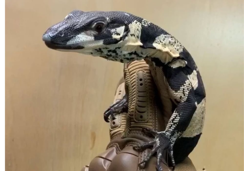 Australia Lace Monitor
