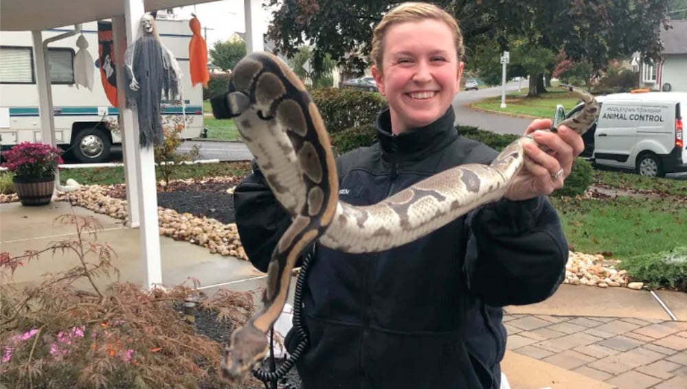 Ball Python Abandoned