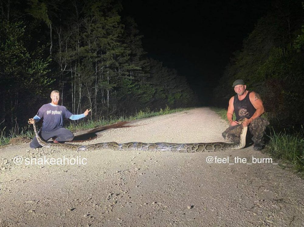 Burmese Python Florida Record