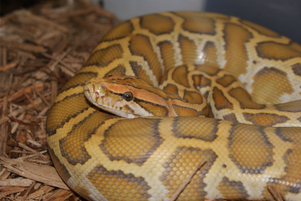 Caramel Burmese Python