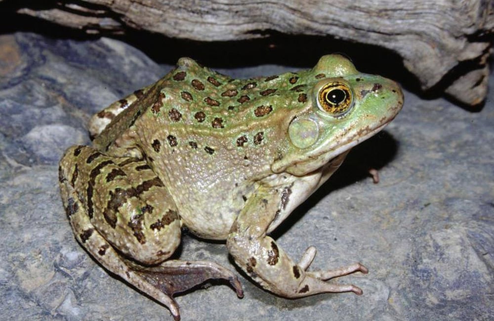Chiricahua Leopard Frog 01