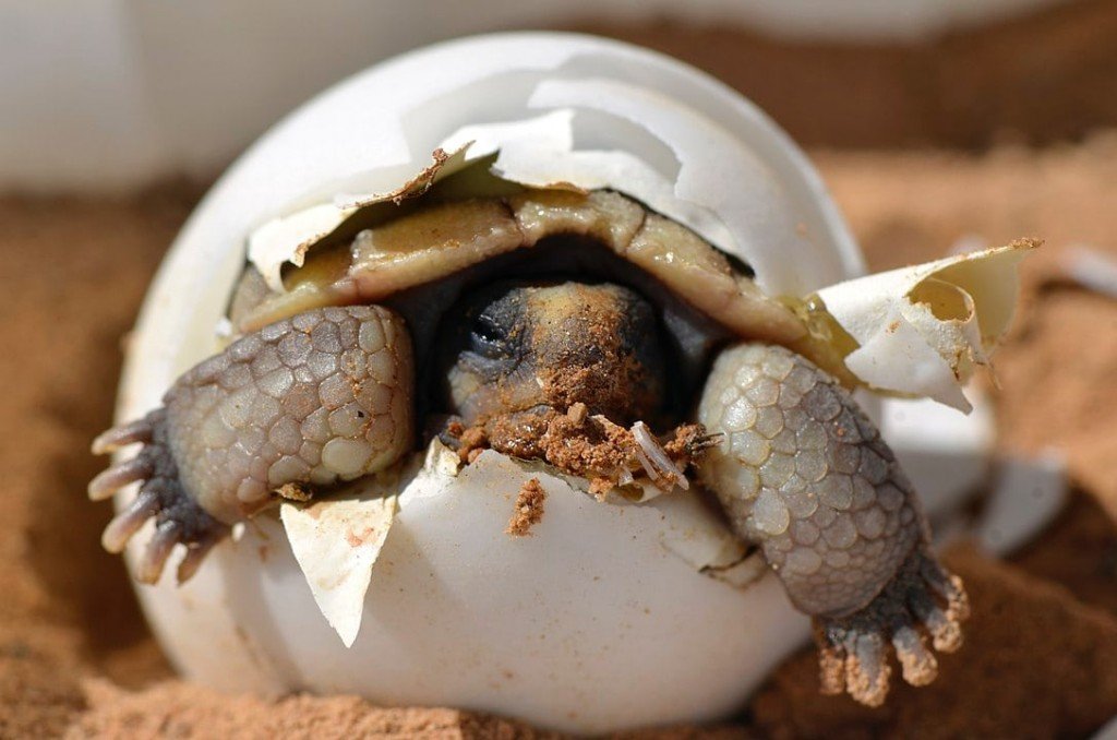 Hatchling Desert Tortoise 