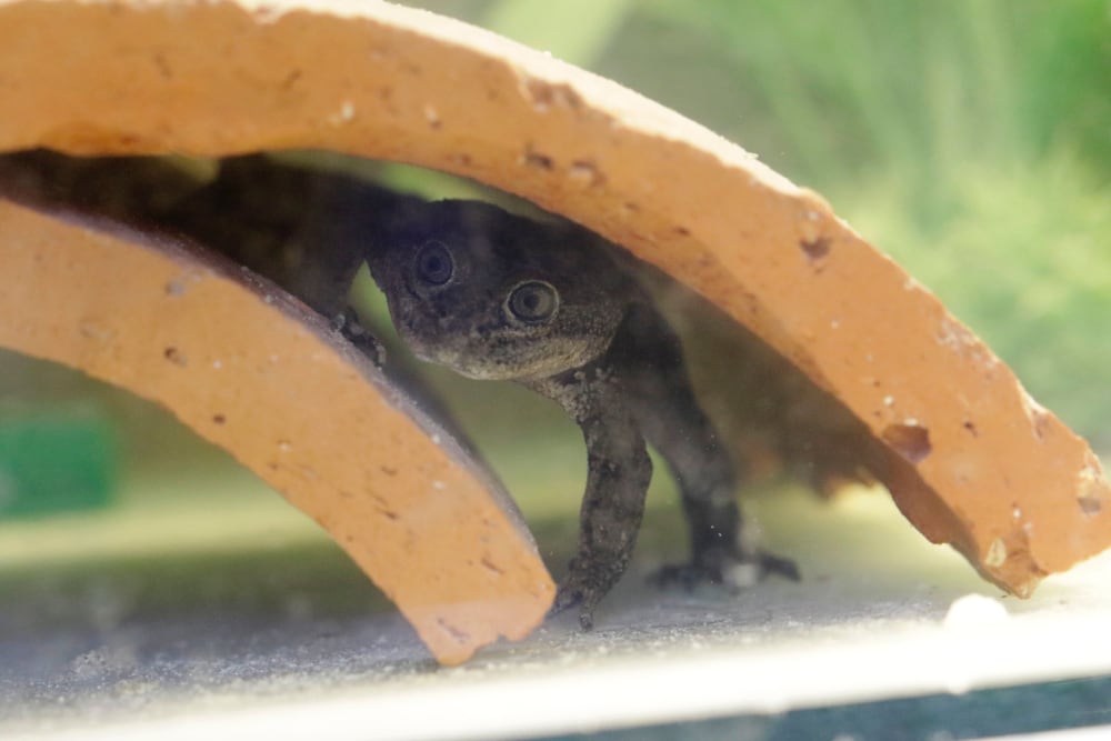 Loa Water Frog