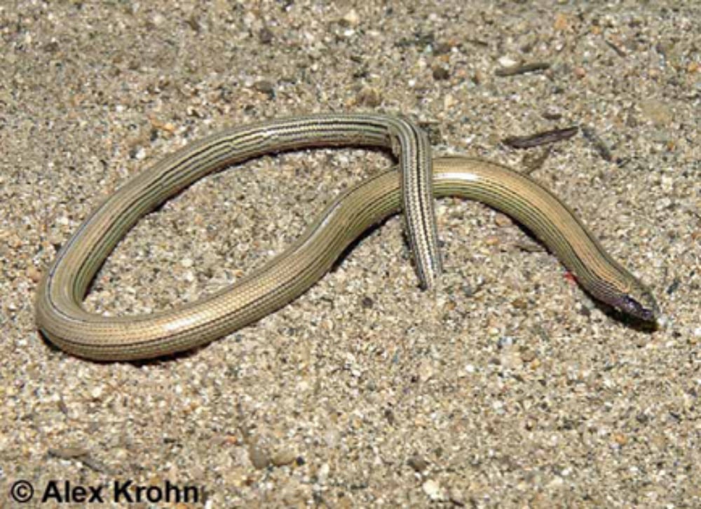 Temblor Legless Lizard