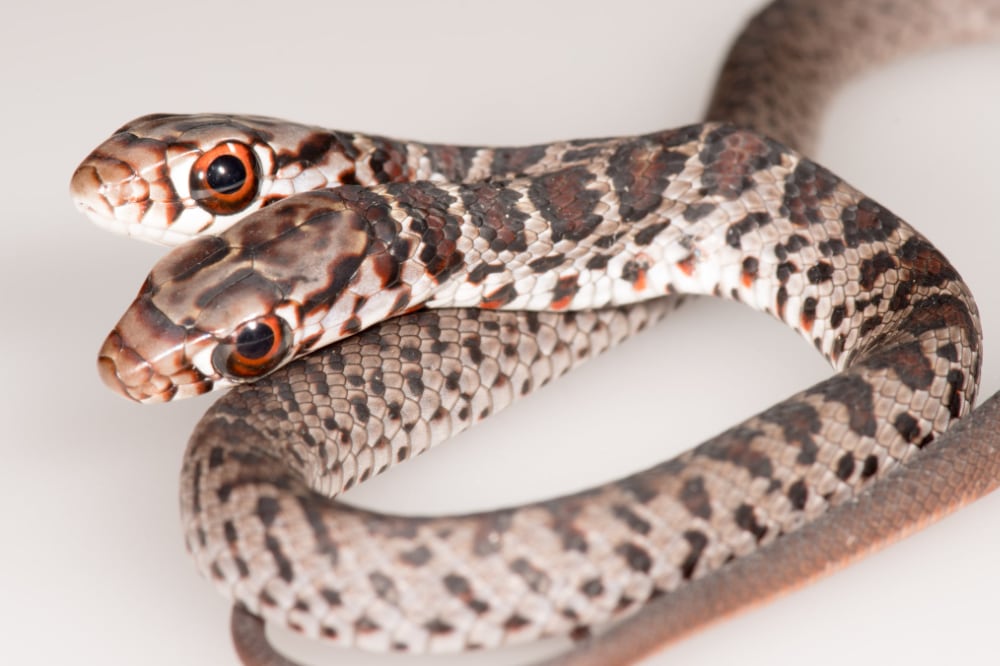 Two Headed Racer Snake