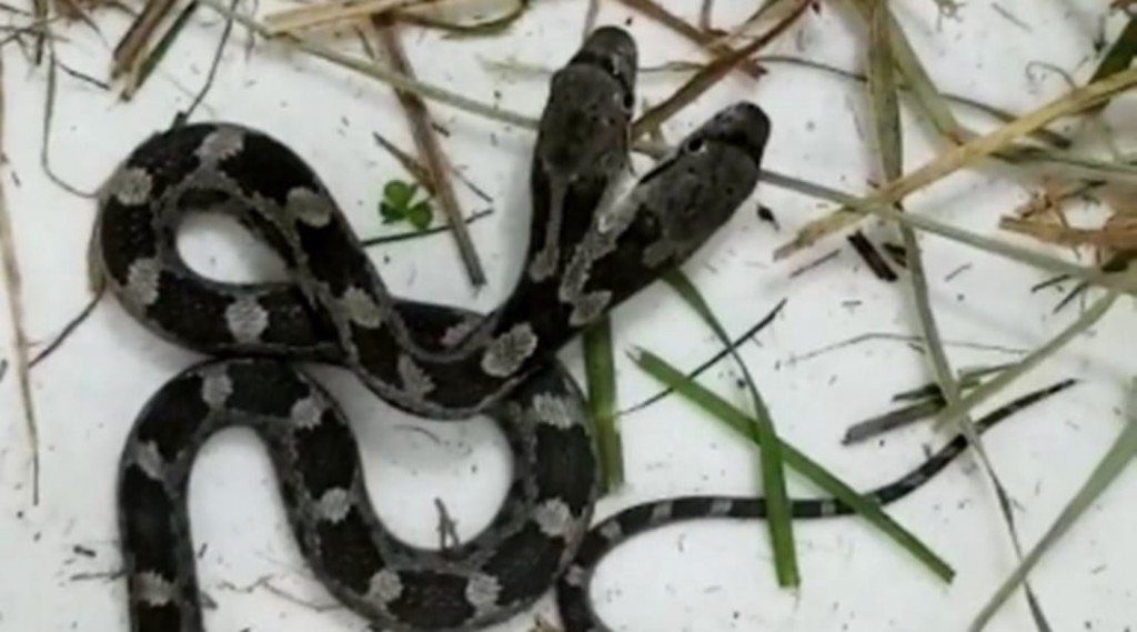 Two Headed Snake