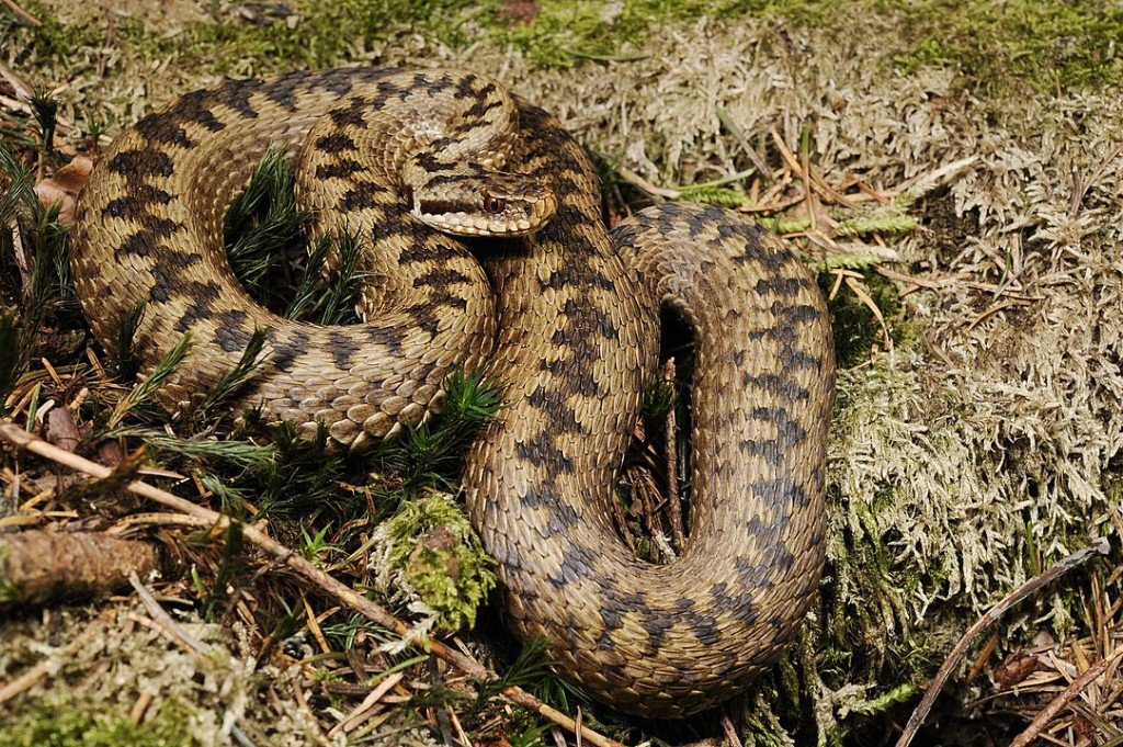 Vipera Berus