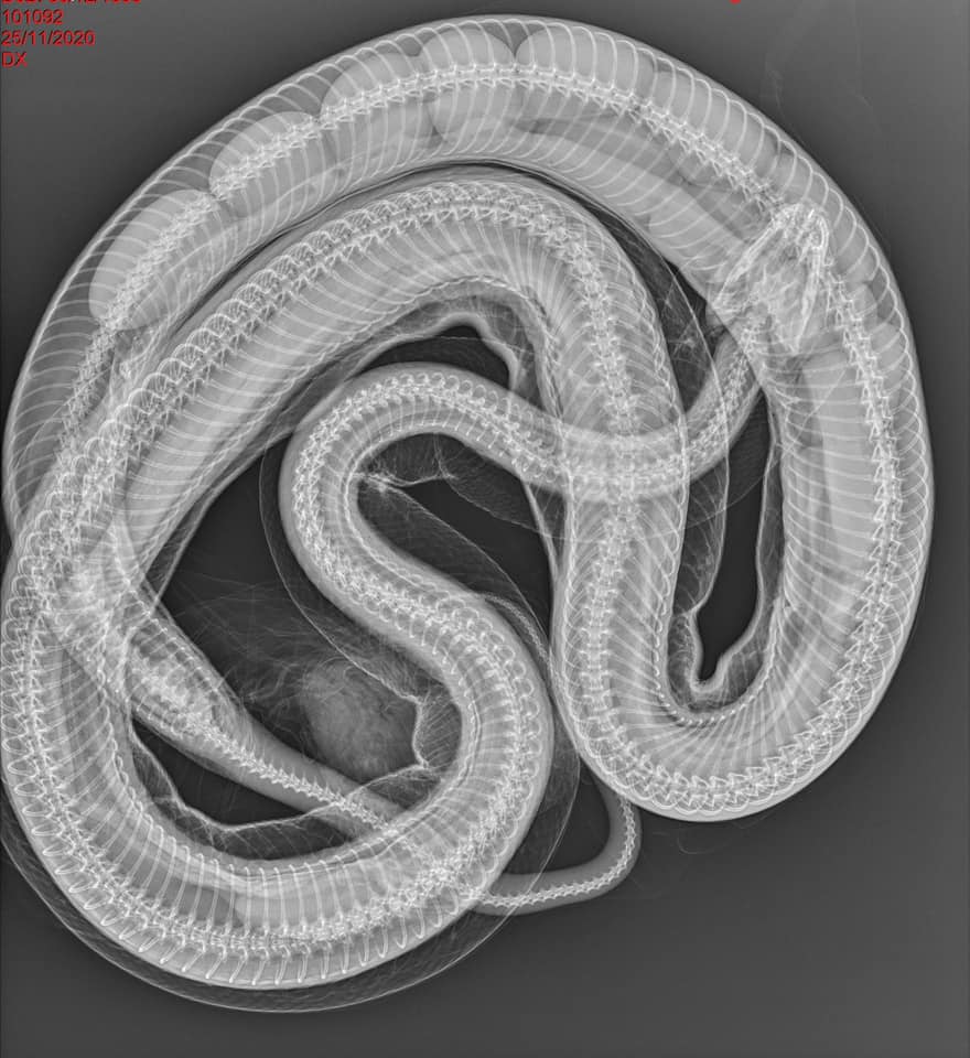 Carpet Python