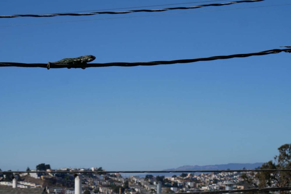 Chameleon Stuck On Power Line
