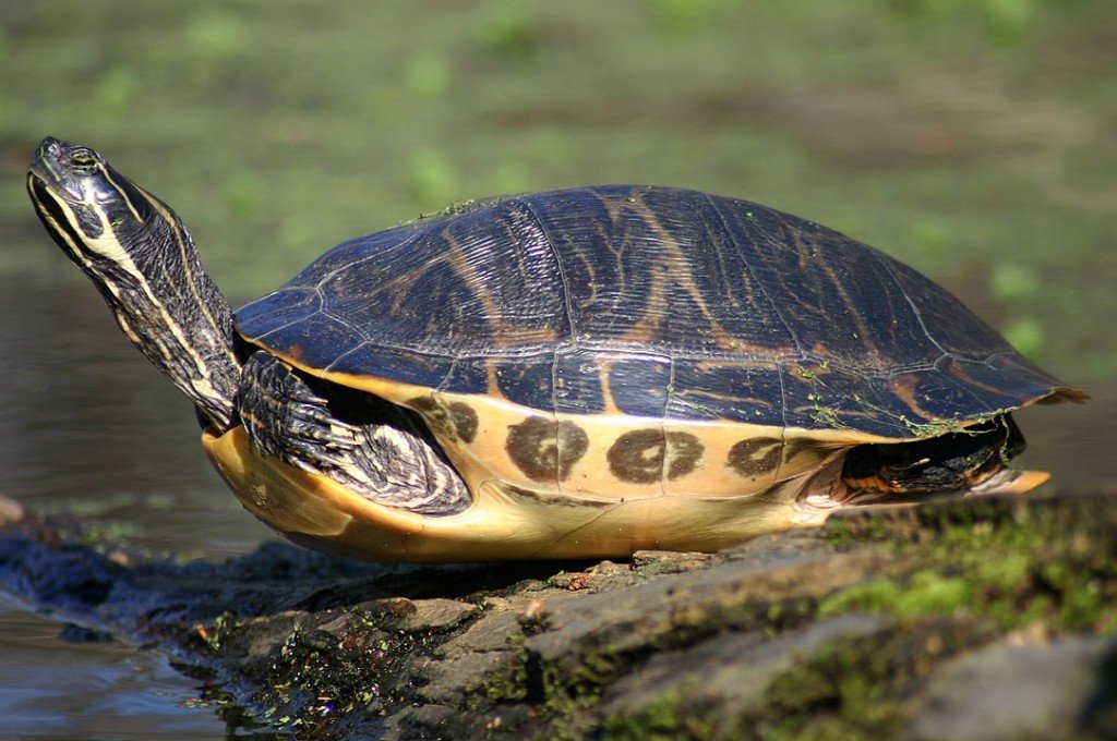 Florida Cooter