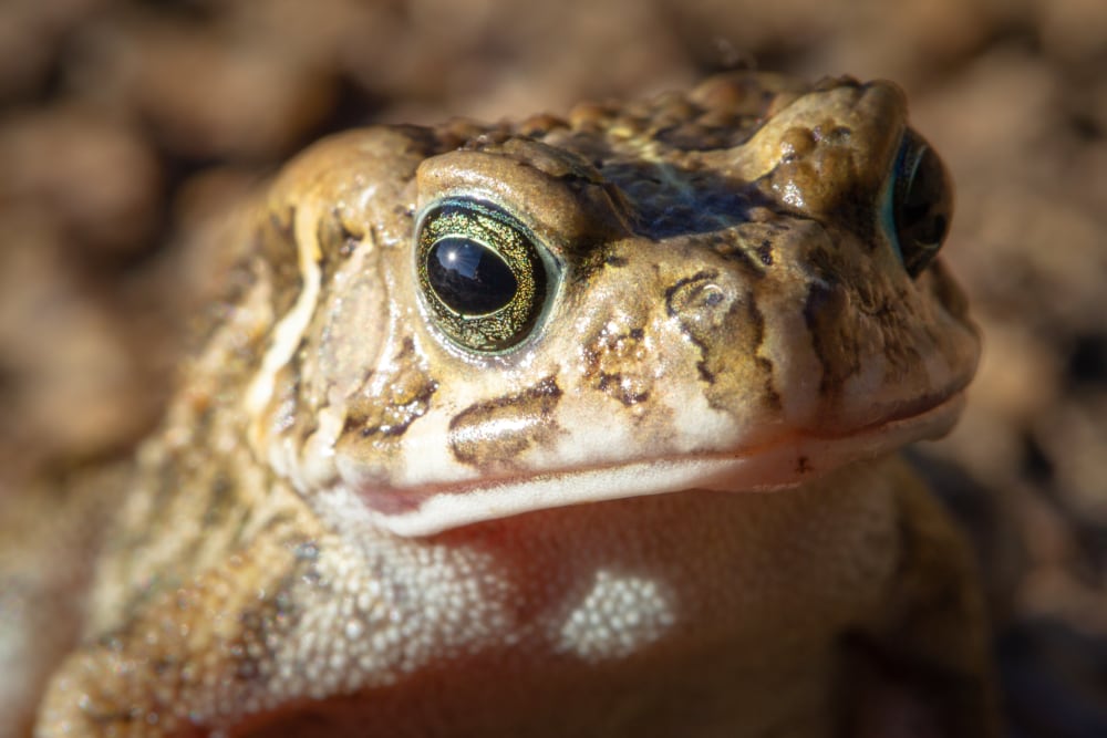 Gutteral Toad