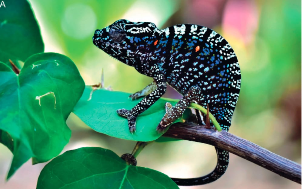 Malagsay Chameleon2
