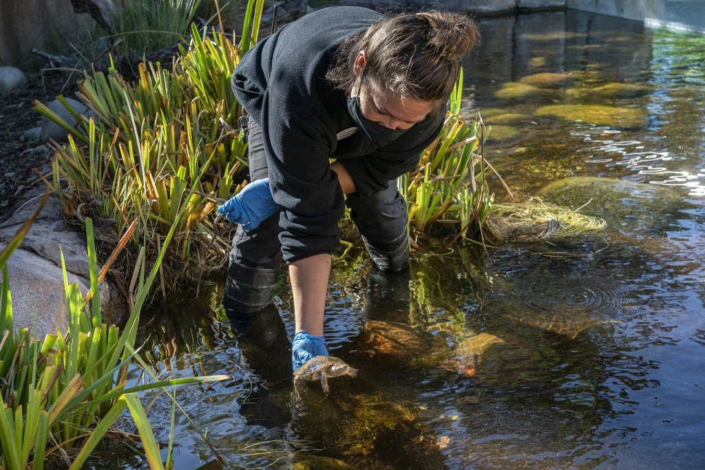 Pond Turtloe Release