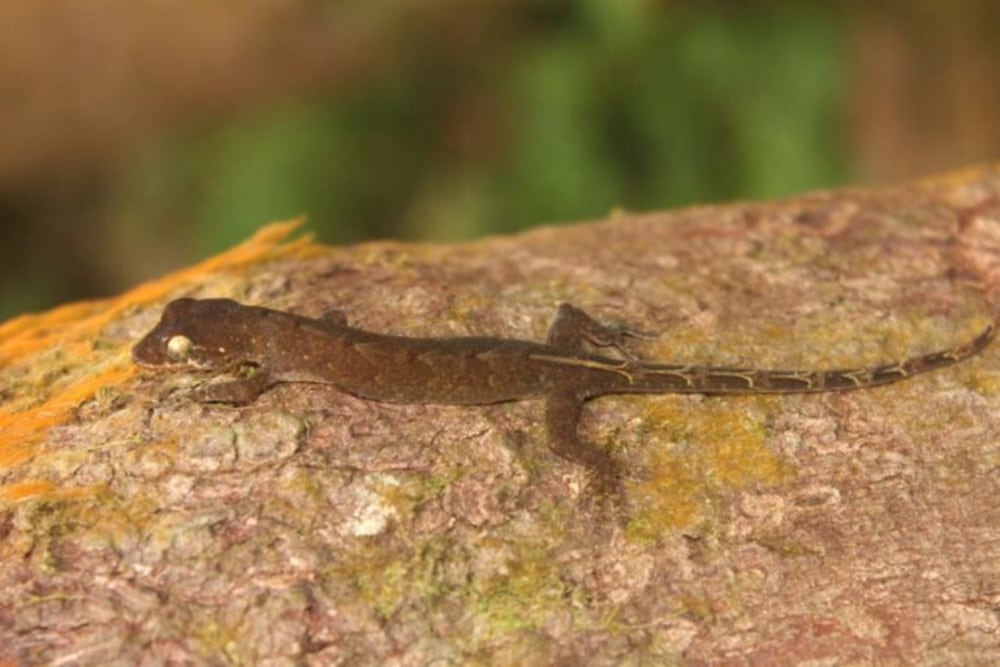 Pseudogekko Hungkag