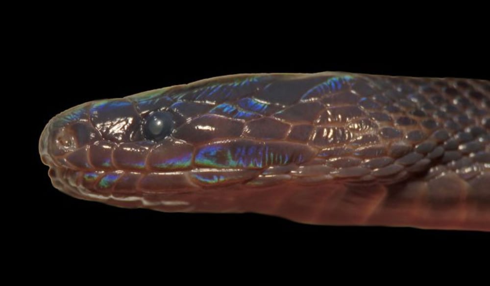 Achalinus Zugorum