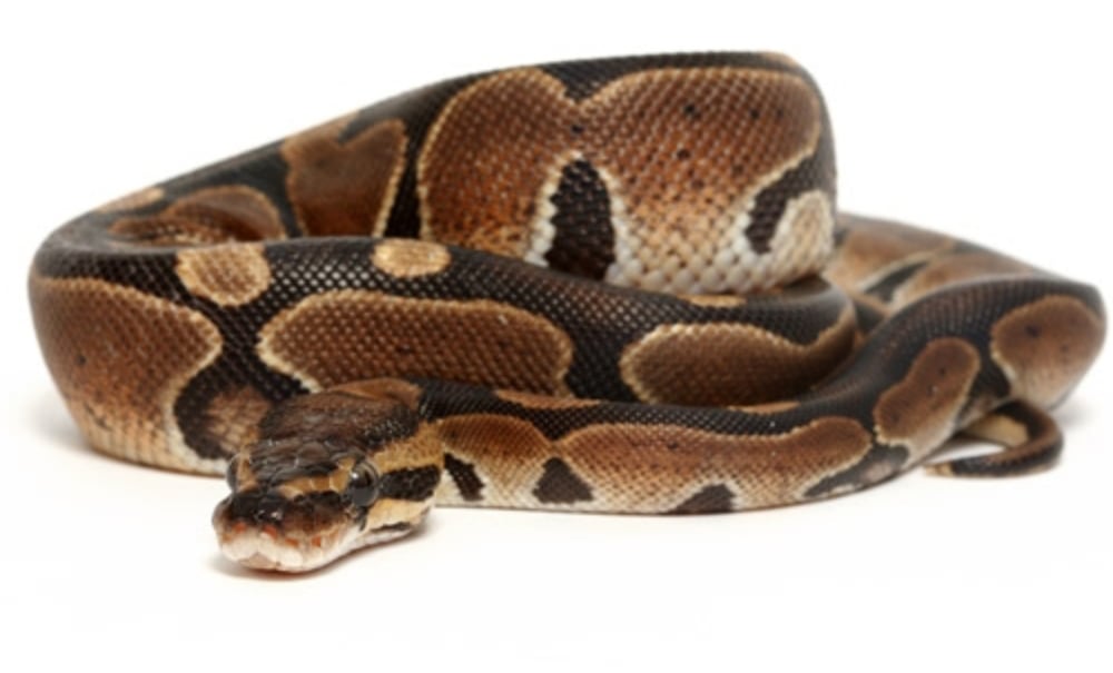 Ball Python Normal