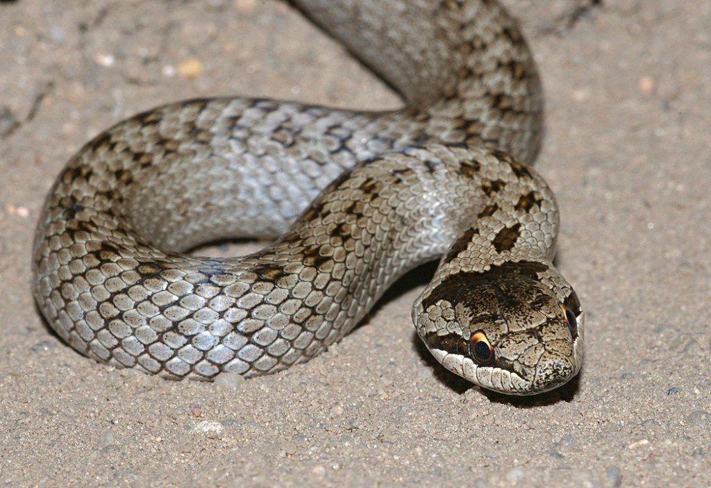 Coronellaaustriaca2