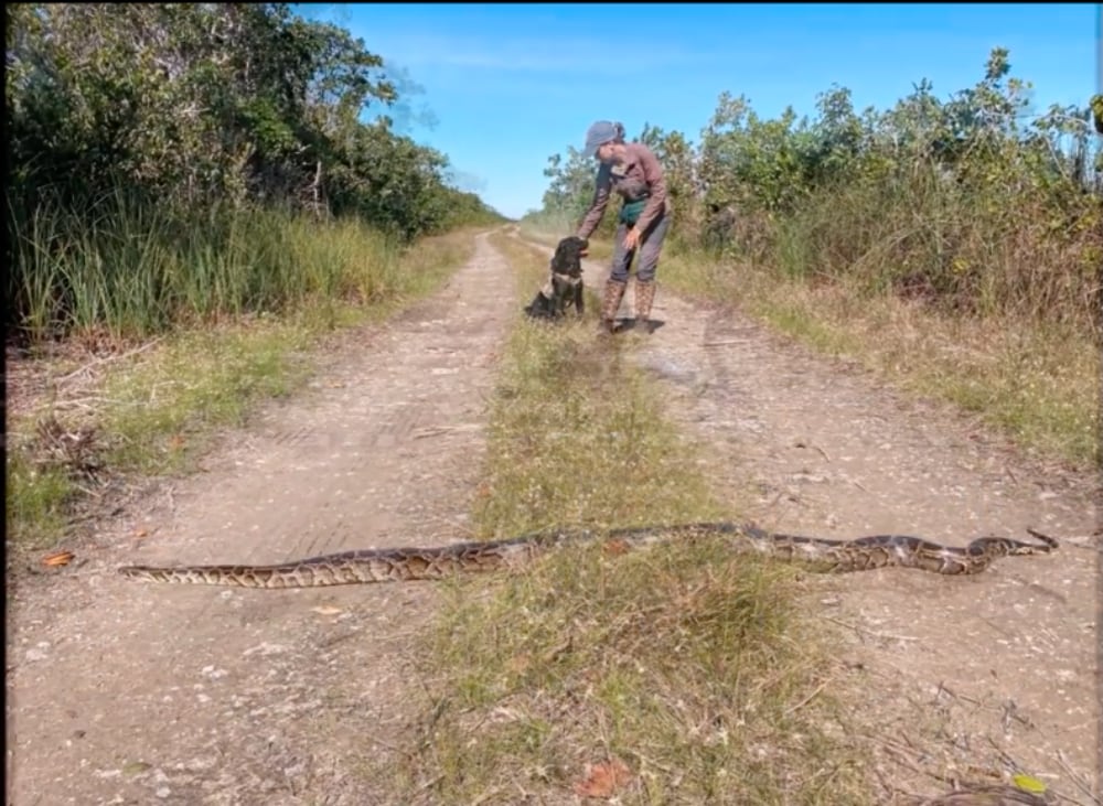 Detector Dog Team Fwc Burmese Python