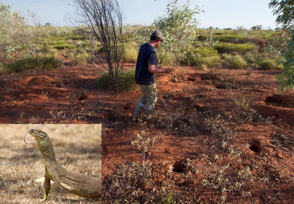 Sean Doody Goanna