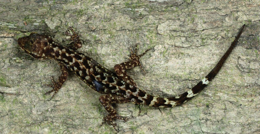 Cyrtodactylus Arunachalensis