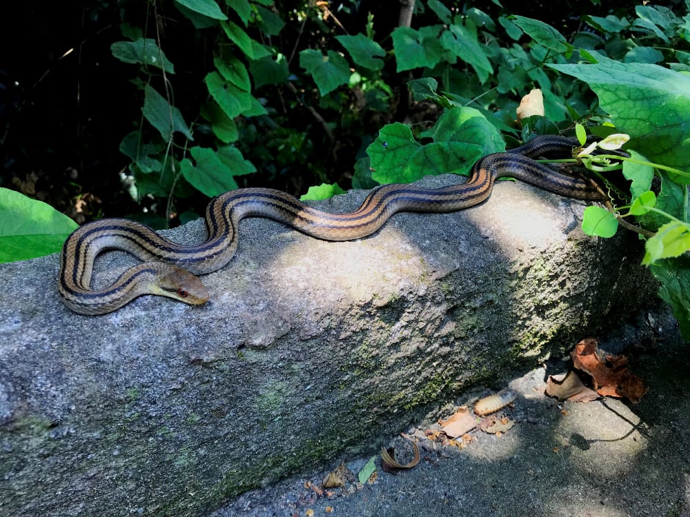 Elaphe Quadrivirgata1000