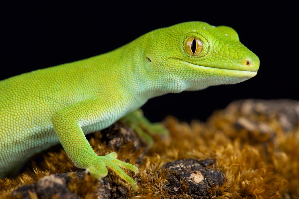 Green Gecko1000