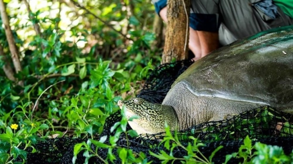 Hoan Kiem Turtle