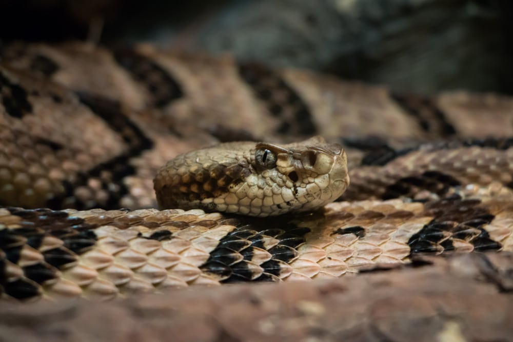 Timber Rattlesnake Dennis Riabchenko