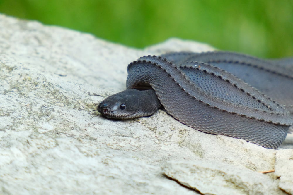Xenodermus Javanicus Dragonsnake