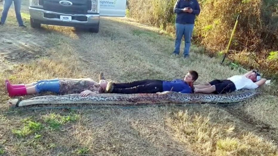16 Foot Python