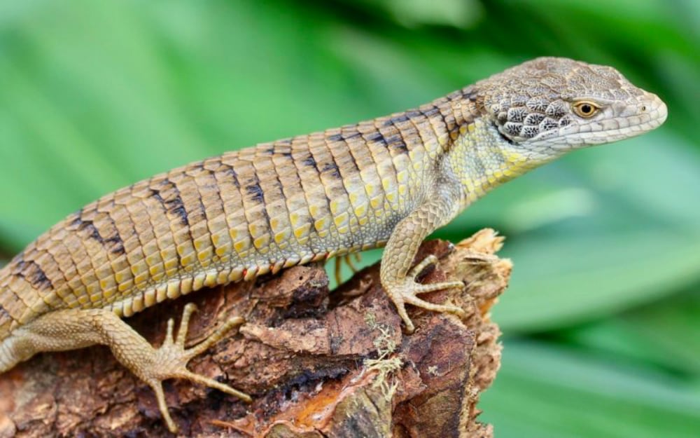 Abronia Morenica72