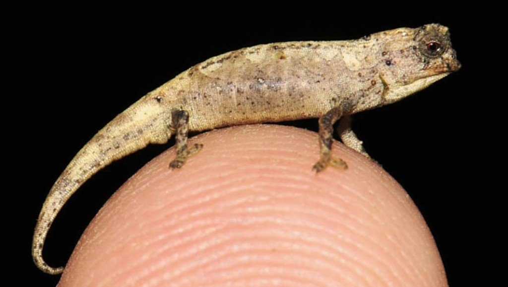 Brookesia Nana