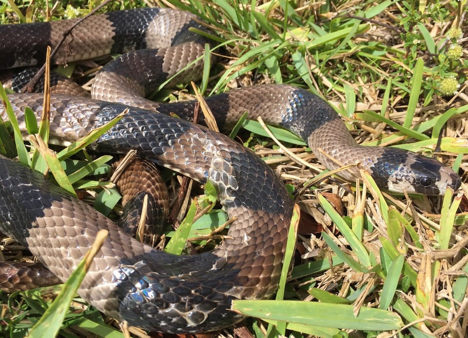 Lampropeltis Abnorma