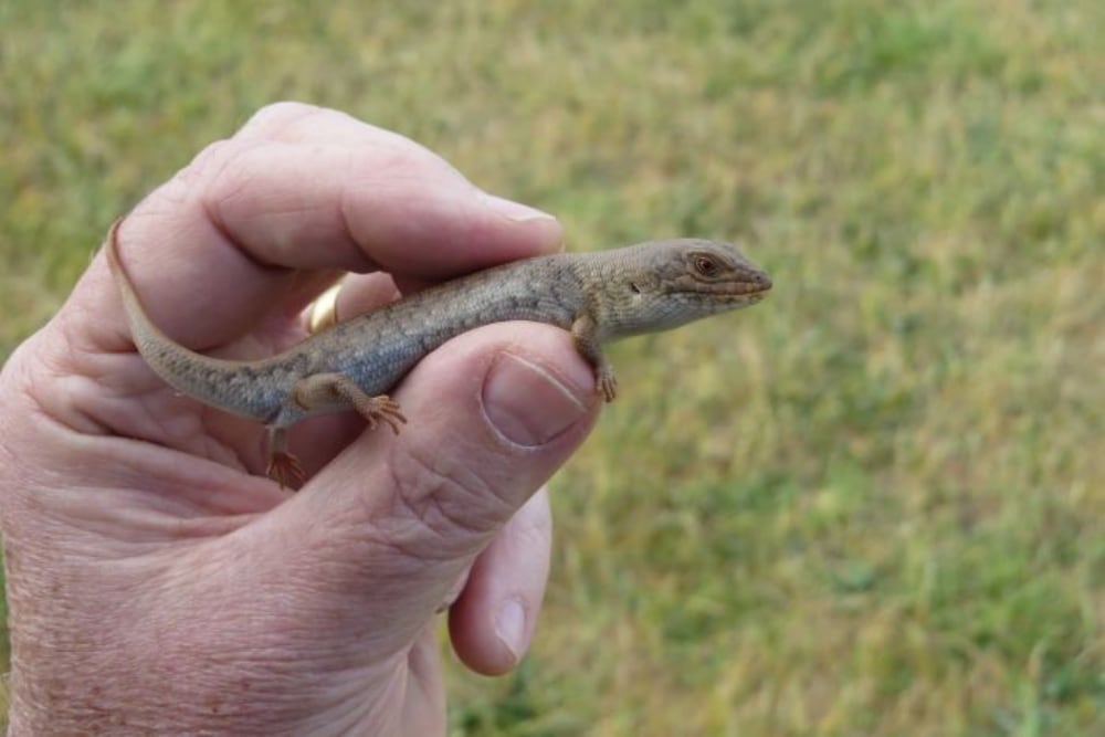 Pygmy Blue Tongued Lizard72