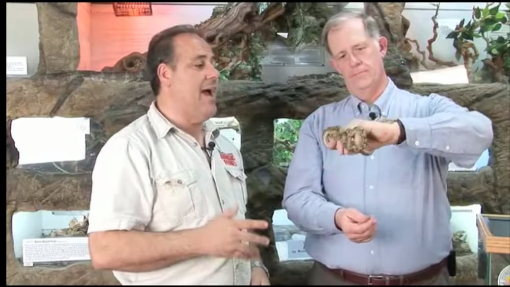Quickcare video for the reticulated python