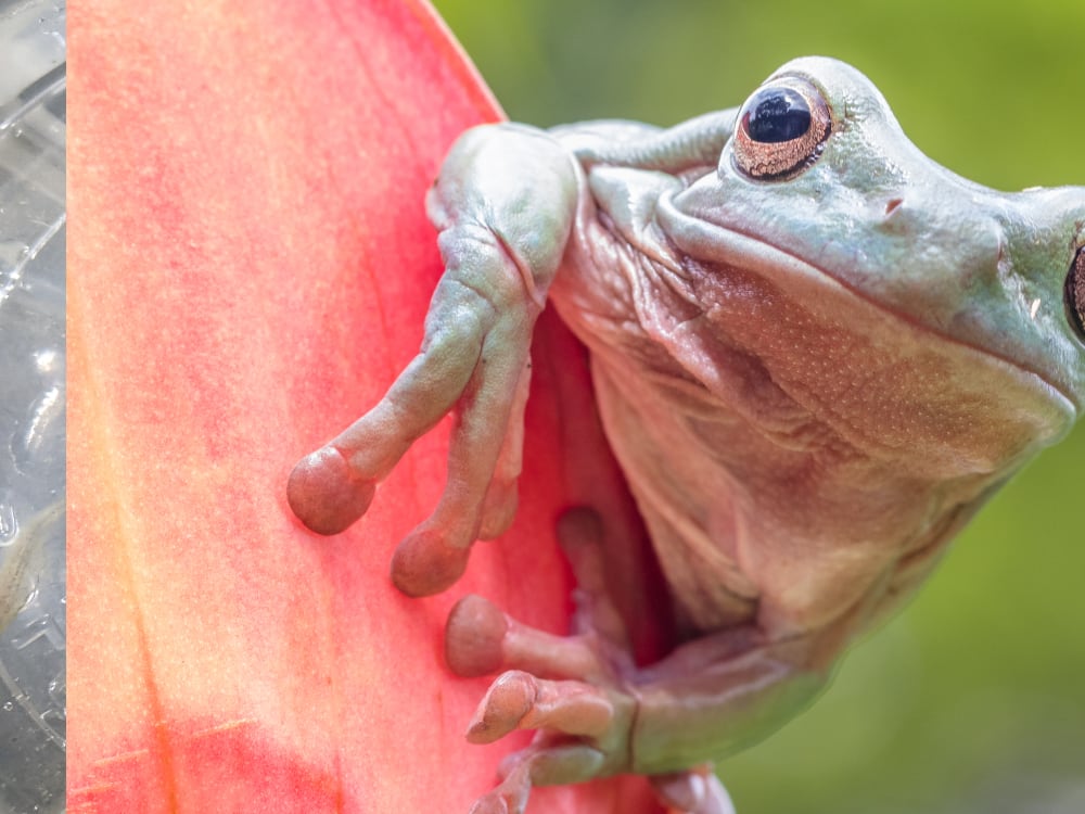 Whites Treefrog Lessysebastian